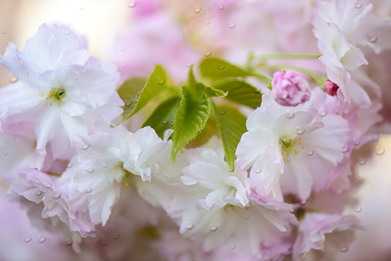 Cherry Blossoms with Raindrops — Pink
