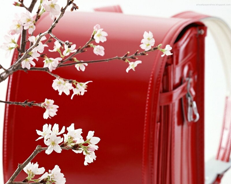 Cherry blossoms with red backpack