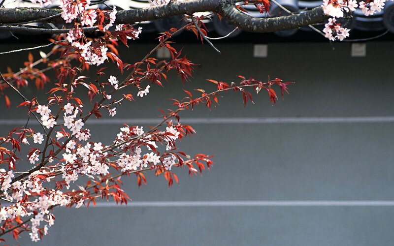 Cherry blossoms with red leaves
