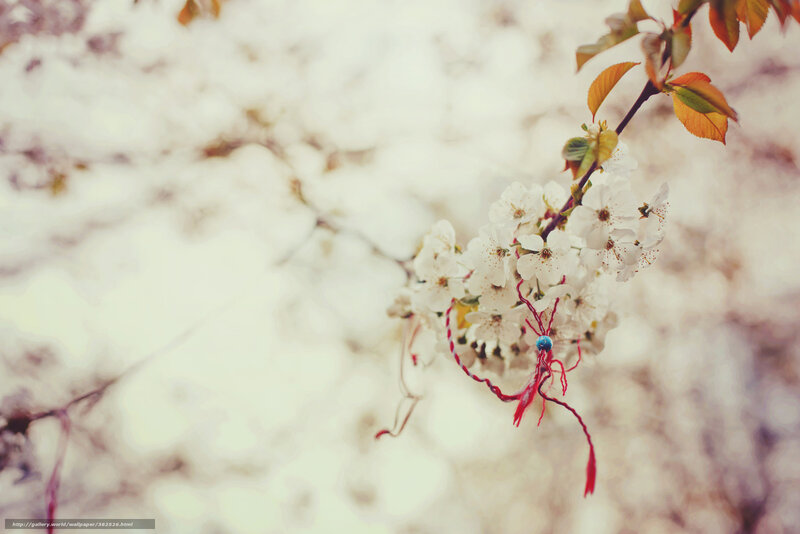 Cherry blossoms with red string