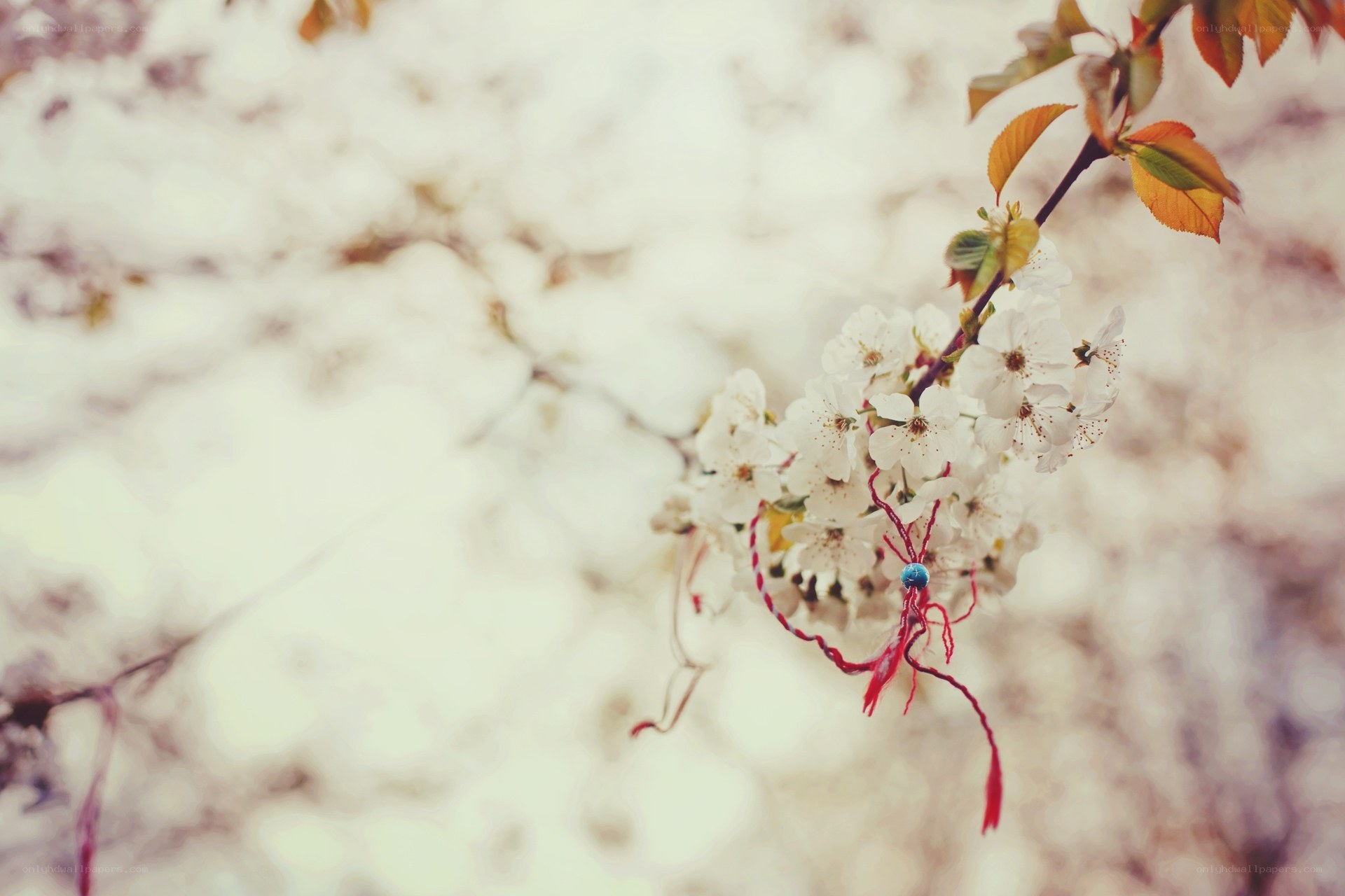 cherry blossoms with red string