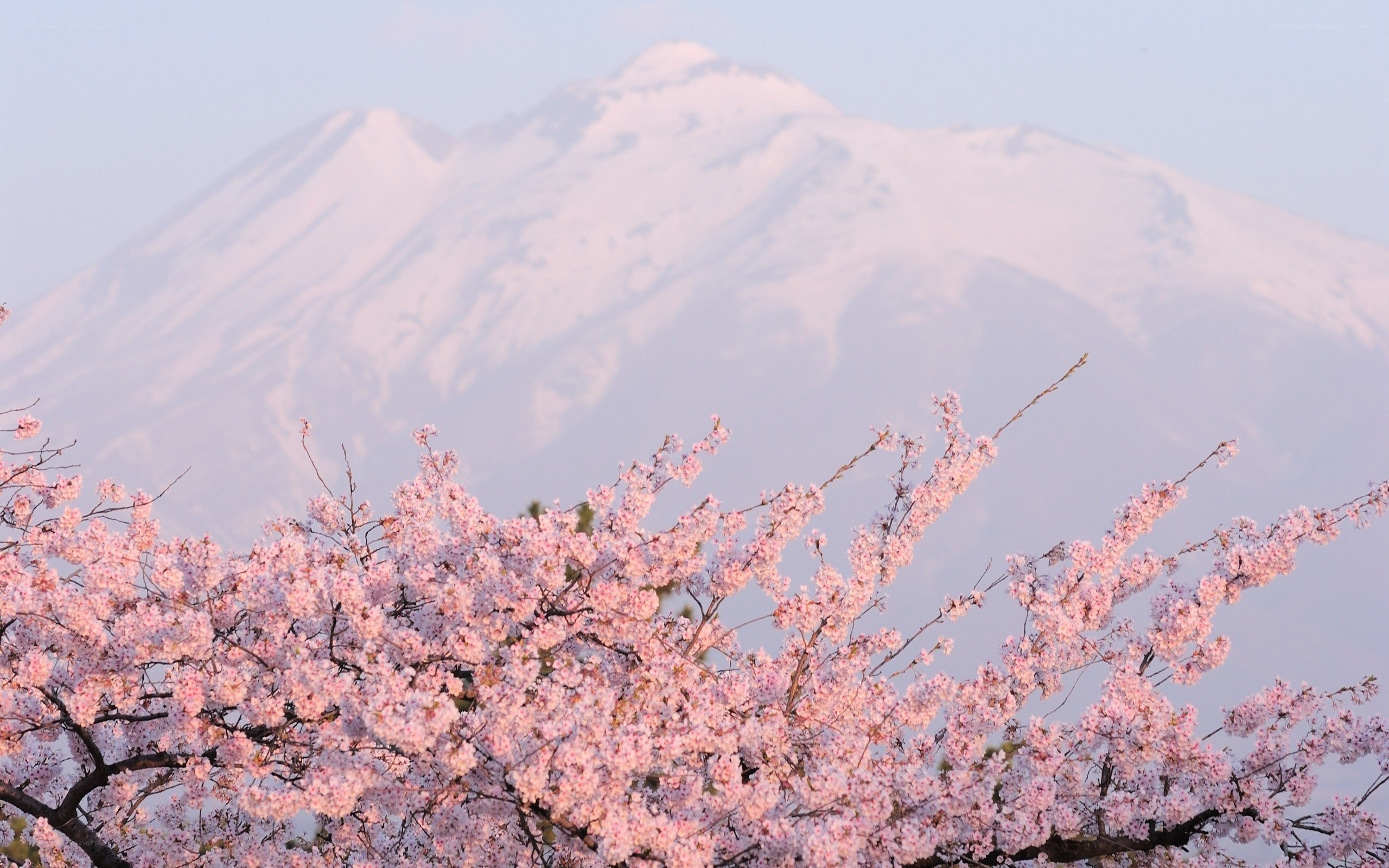 Cherry blossoms with snow-capped mountain