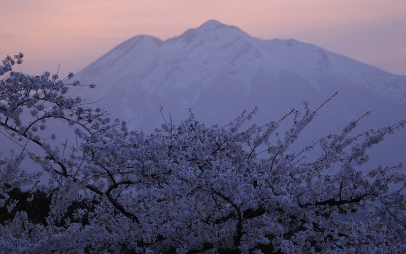 Cherry blossoms with snow-capped mountain