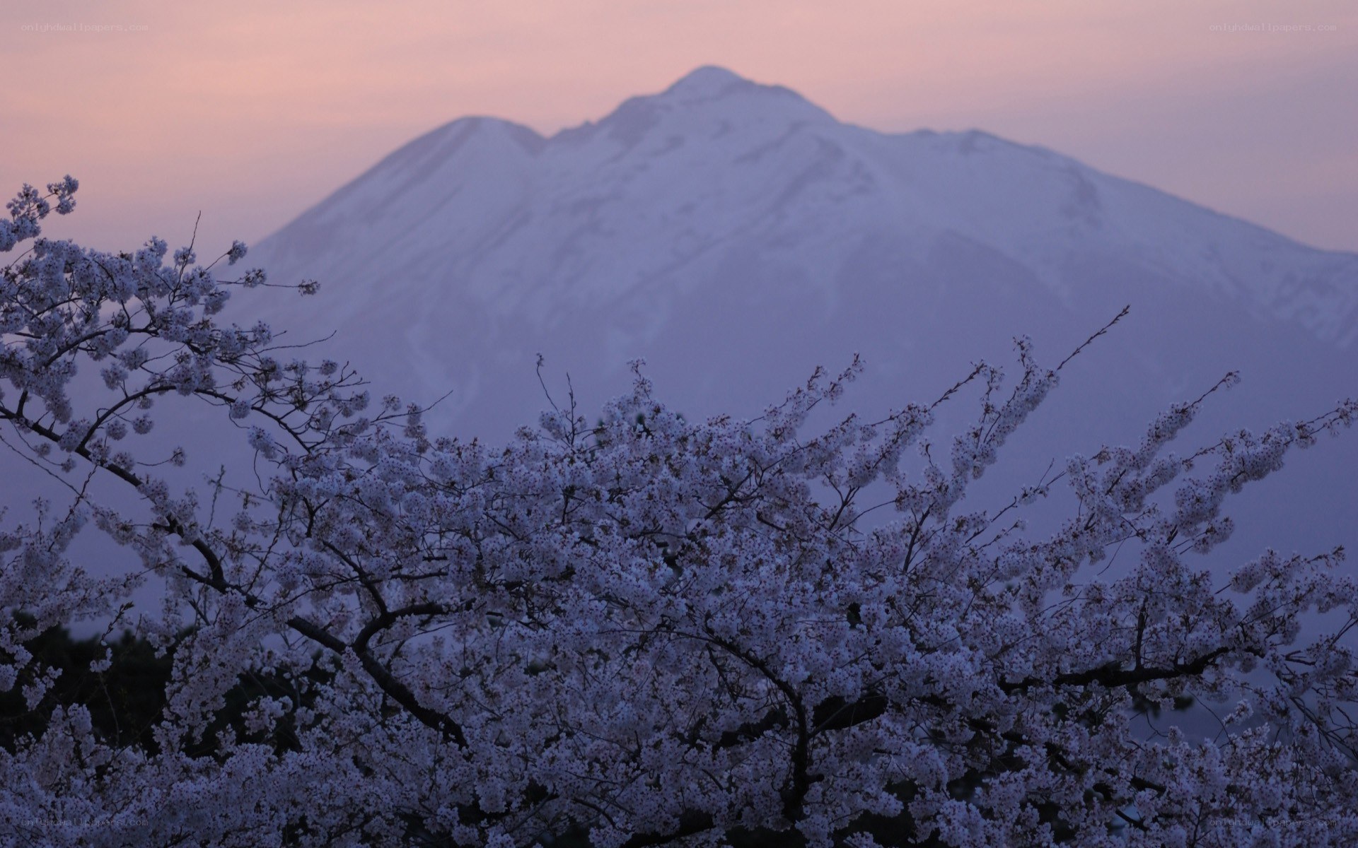 Cherry blossoms with snow-capped mountain