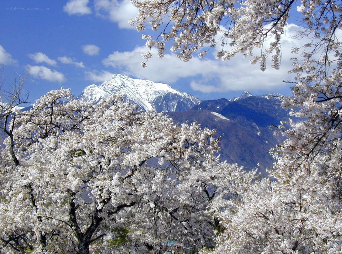 Cherry blossoms with snow-capped mountains