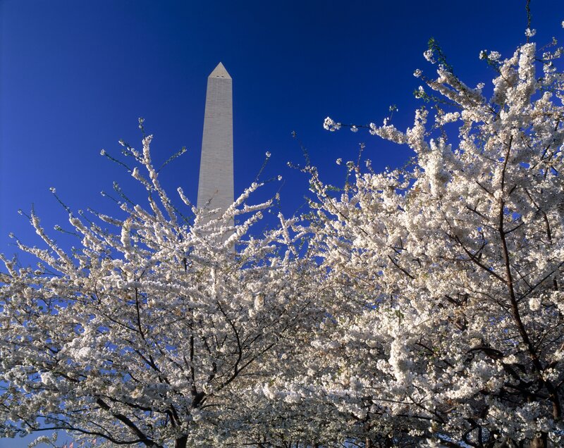 Cherry blossoms with Washington Monument