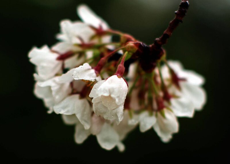 cherry blossoms with water droplets