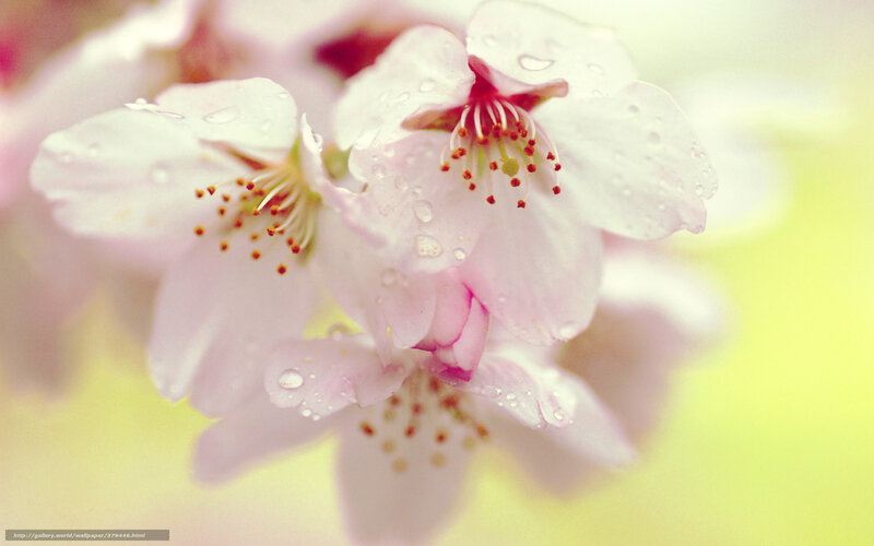 Cherry Blossoms with Water Droplets — Pink