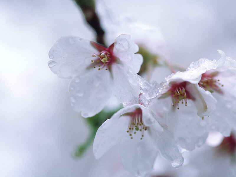 Cherry Blossoms with Water Droplets — White