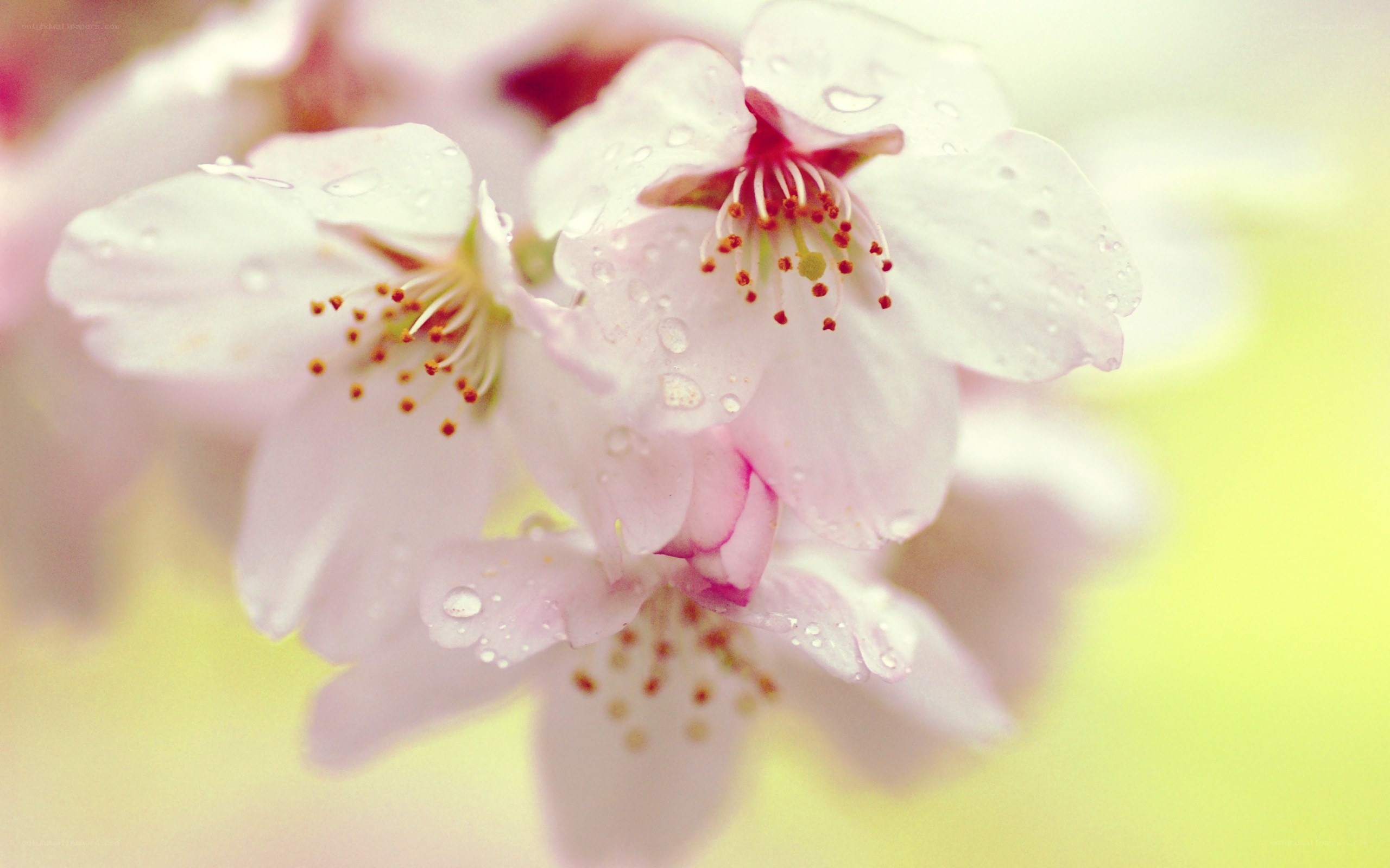 cherry blossoms with water droplets
