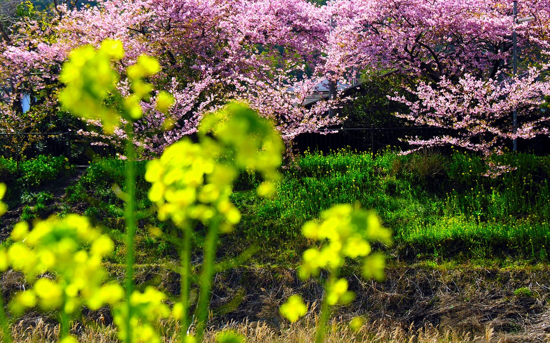 Cherry blossoms with yellow flowers