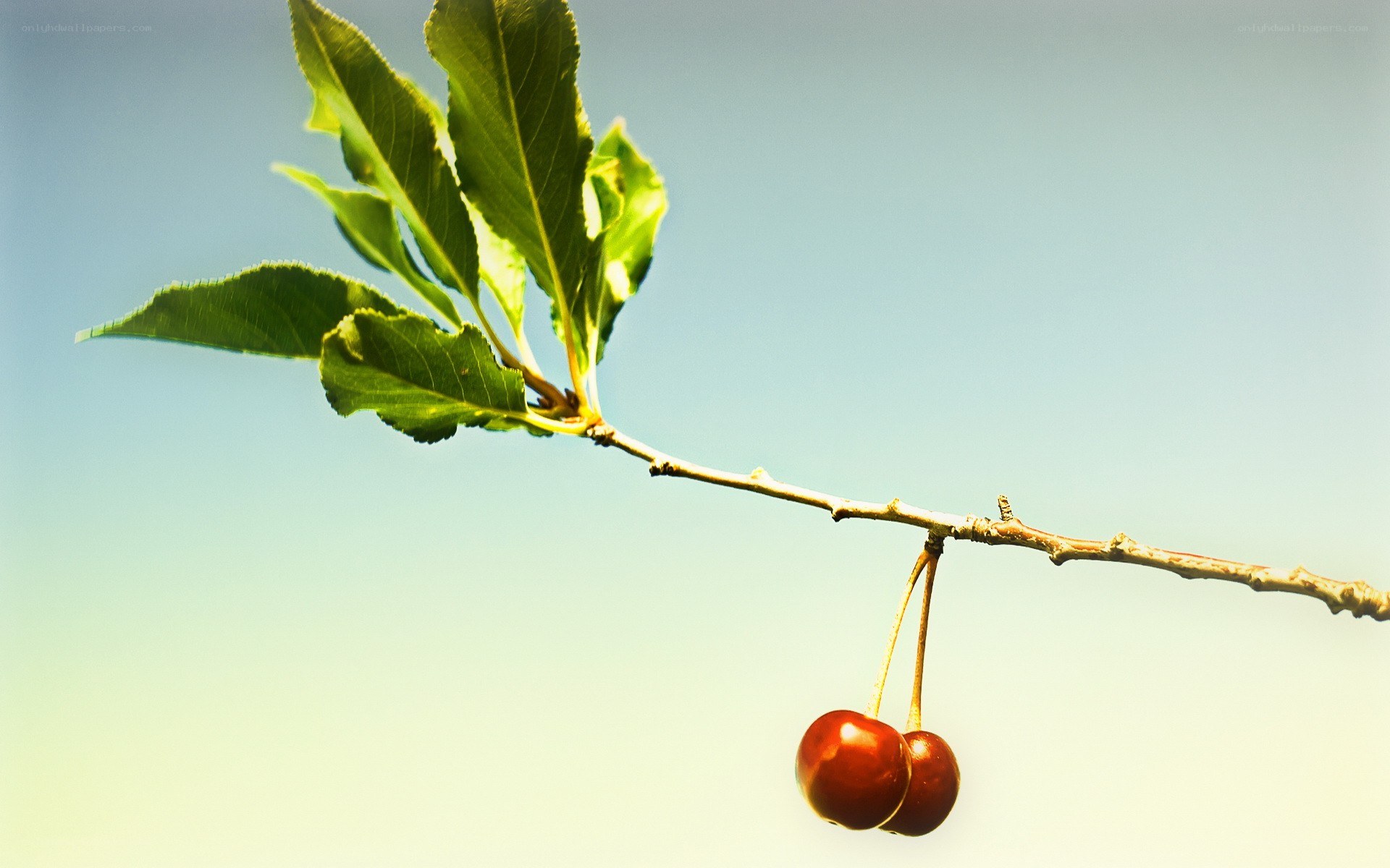 Cherry branch with leaves