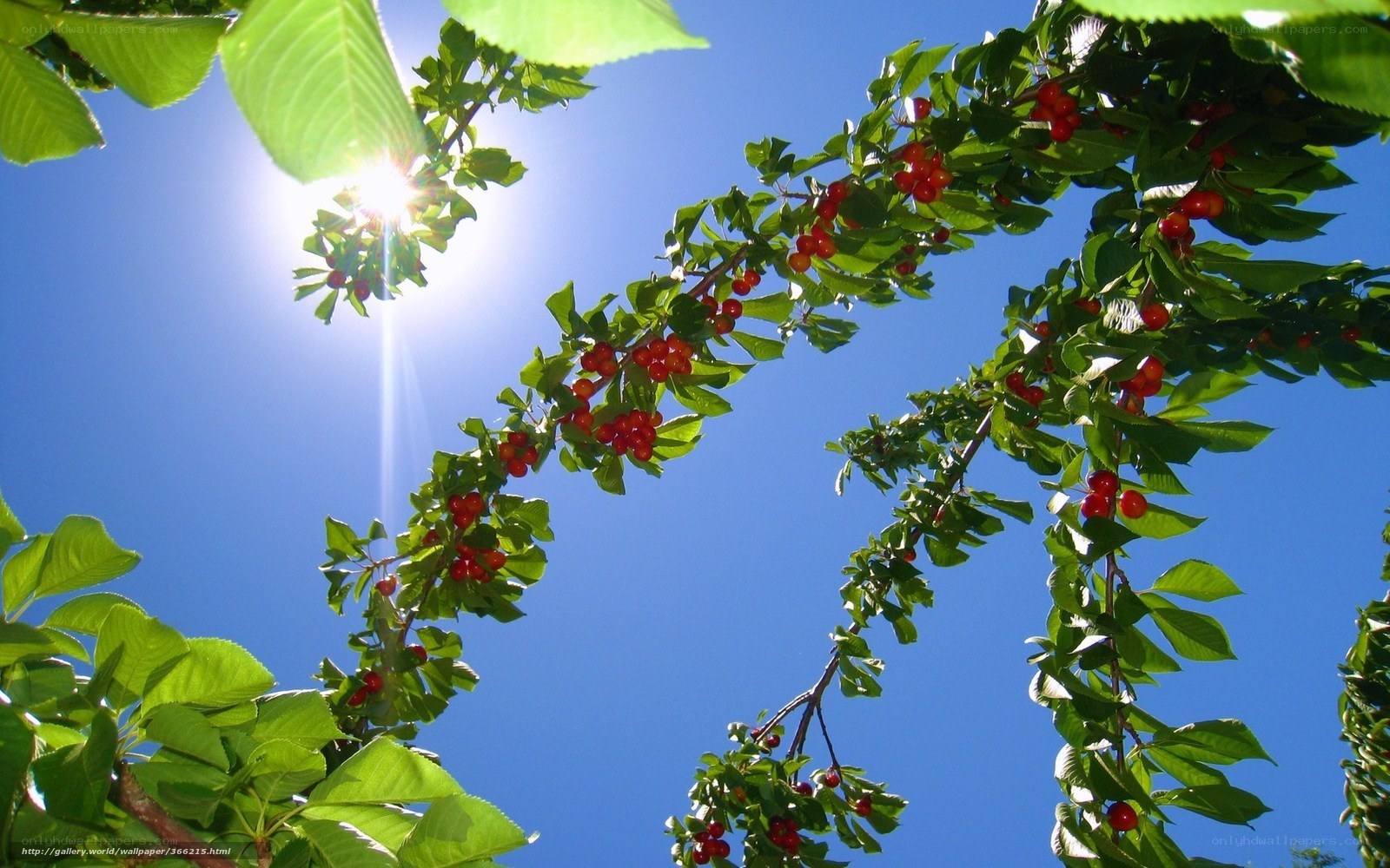 Cherry Branches in Sunlight