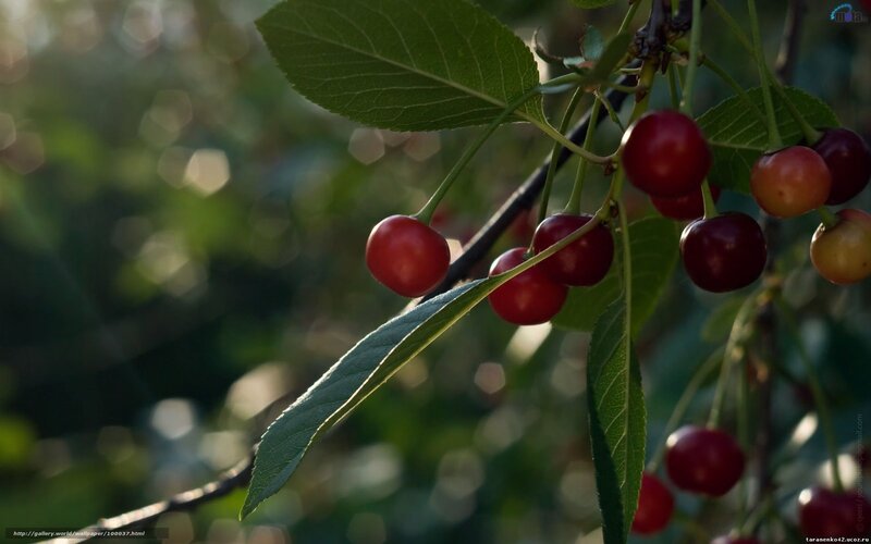 Cherry cluster on a branch