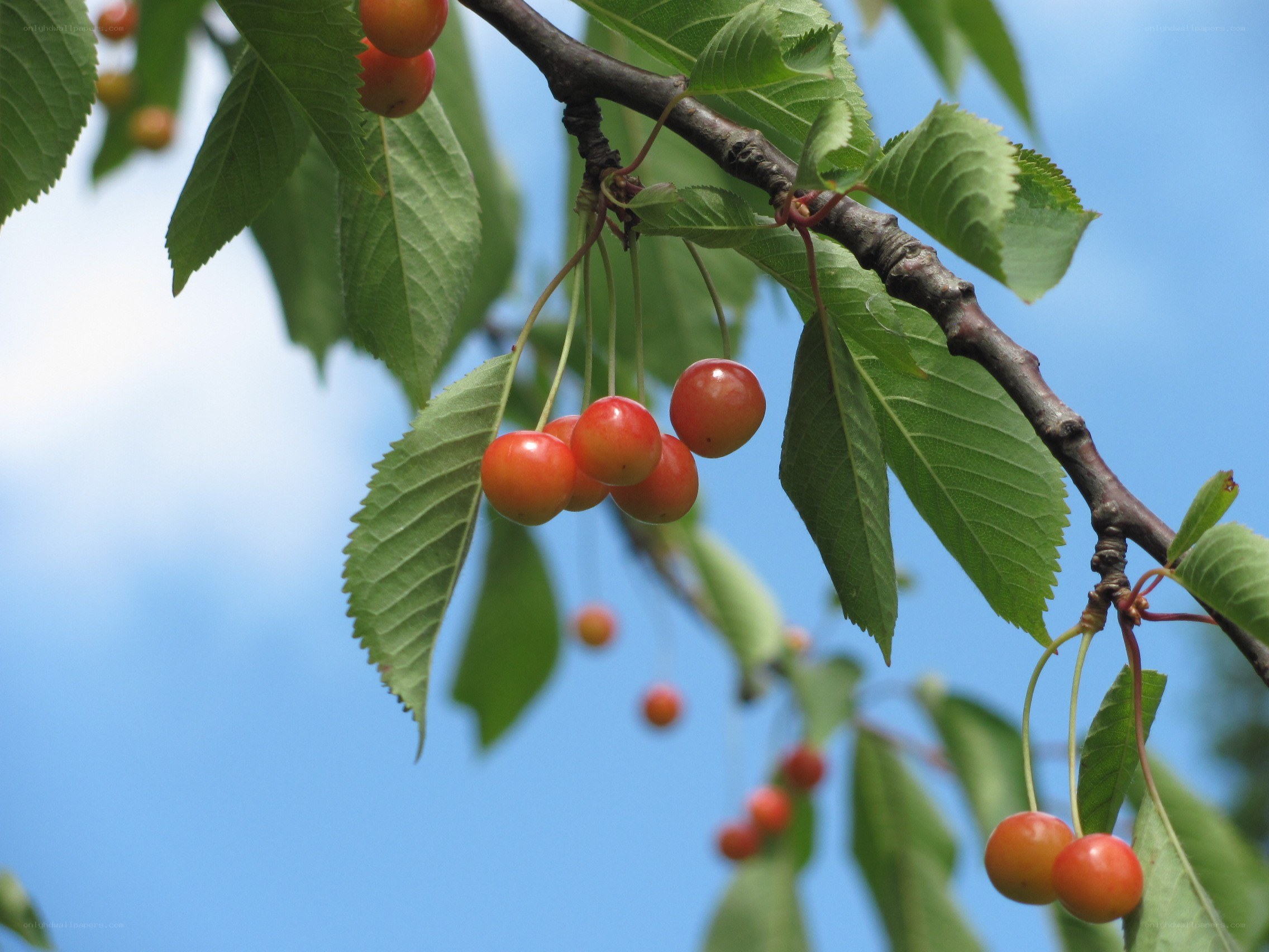 Cherry cluster on a tree branch