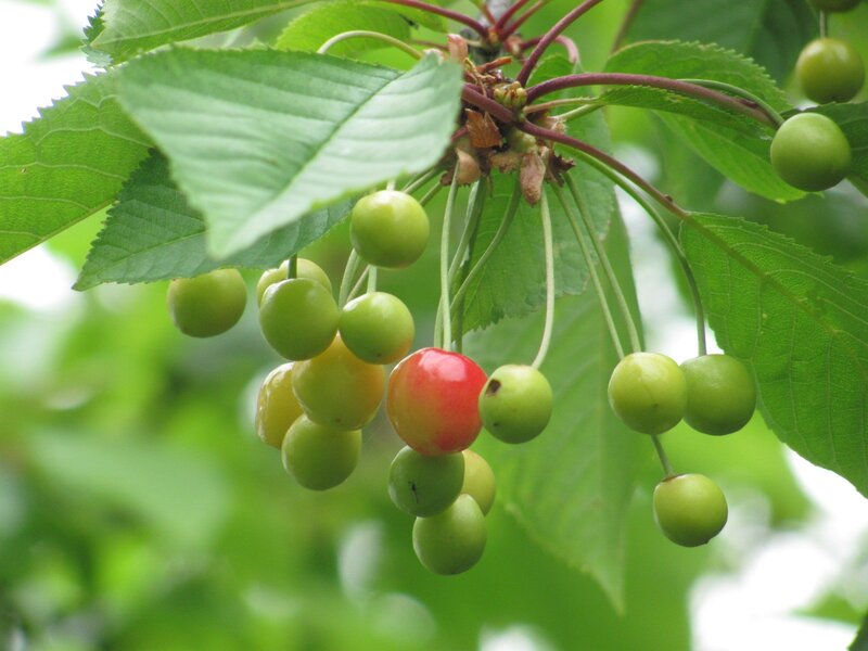 Cherry cluster on a tree