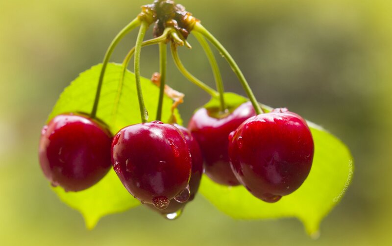 Cherry Cluster on Branch