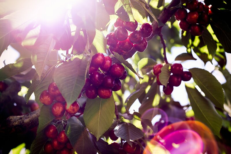 Cherry Cluster on Tree