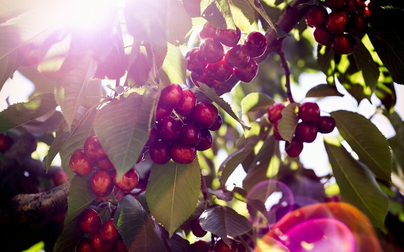 Cherry Clusters on Tree