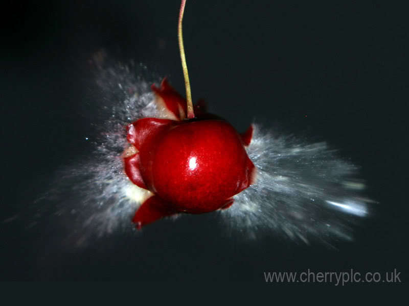 Cherry exploding in slow motion