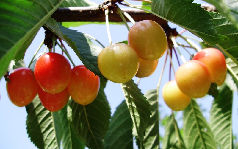 Cherry Fruit on a Branch — Green