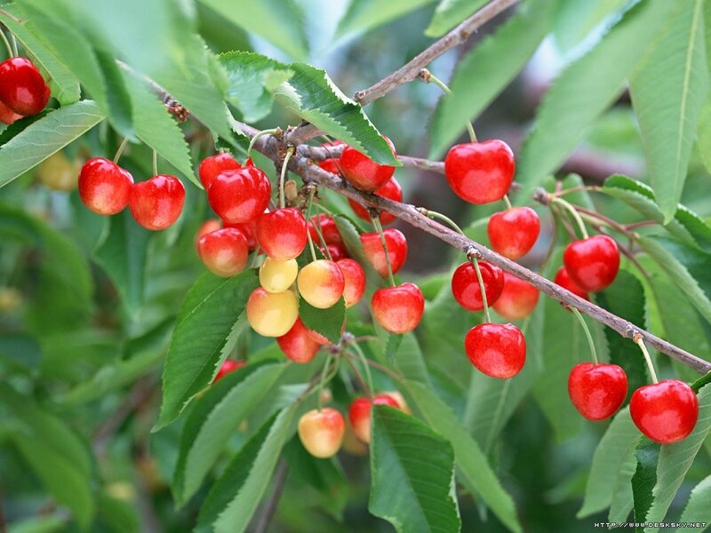 Cherry Fruit on a Branch