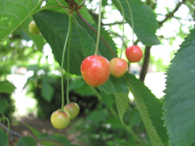 Cherry Fruit on Branch