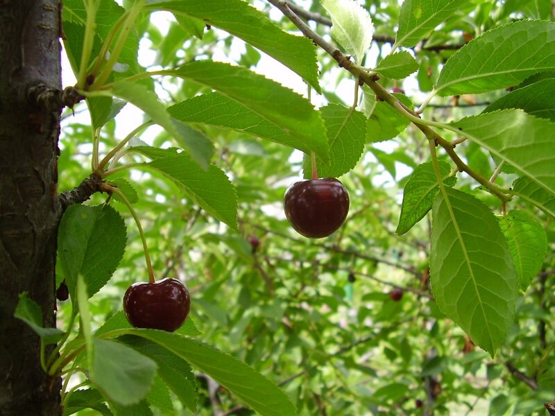 Cherry Fruit on Tree — Green