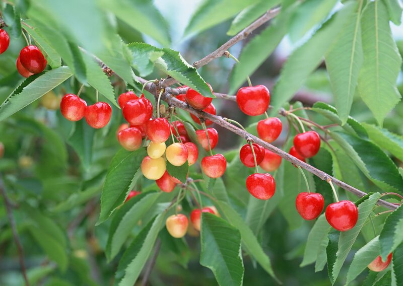 Cherry Fruit on Tree — Red, Natural