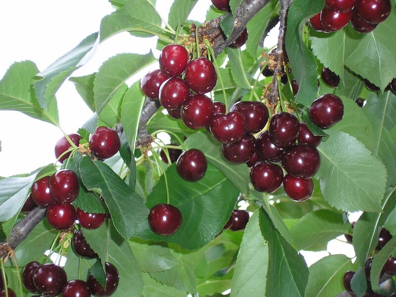 Cherry Fruit on Tree — Red