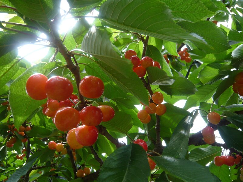 Cherry Fruit on Tree