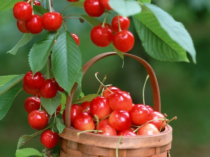Cherry Harvest in Basket