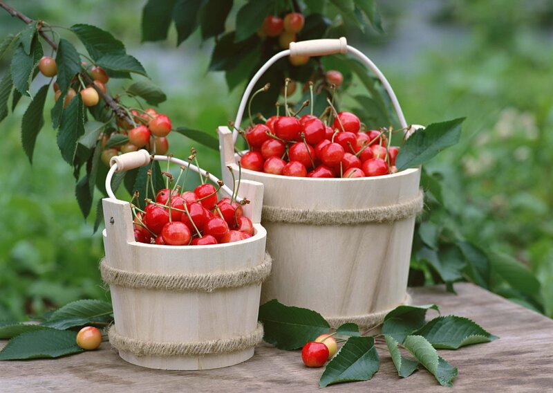 Cherry Harvest in Baskets — Red, Serene