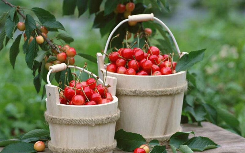 Cherry Harvest in Baskets — Red