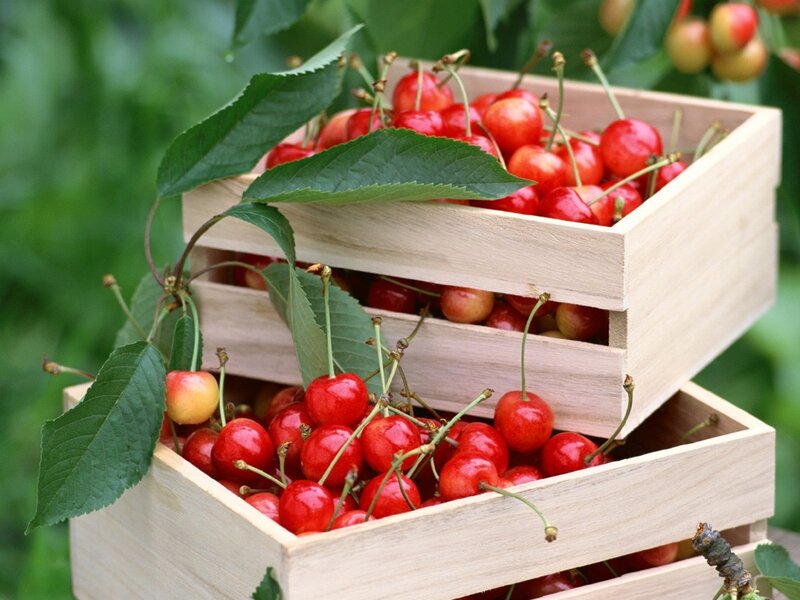 Cherry Harvest in Crates