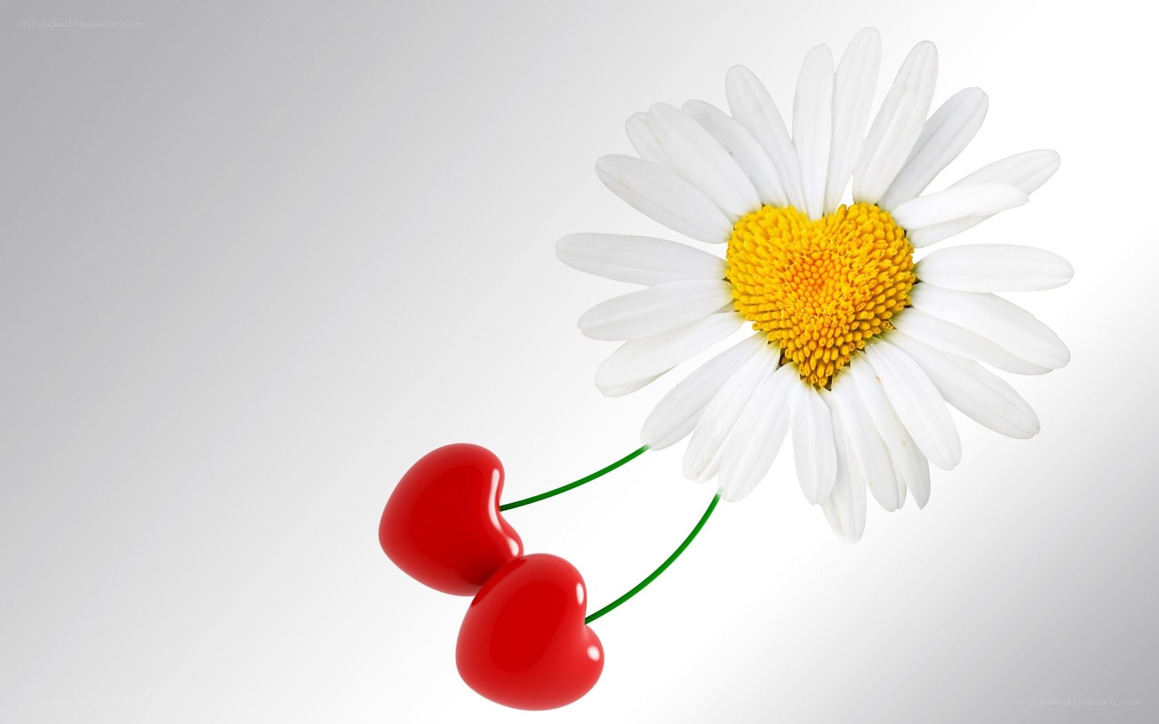 Cherry hearts and daisy flower