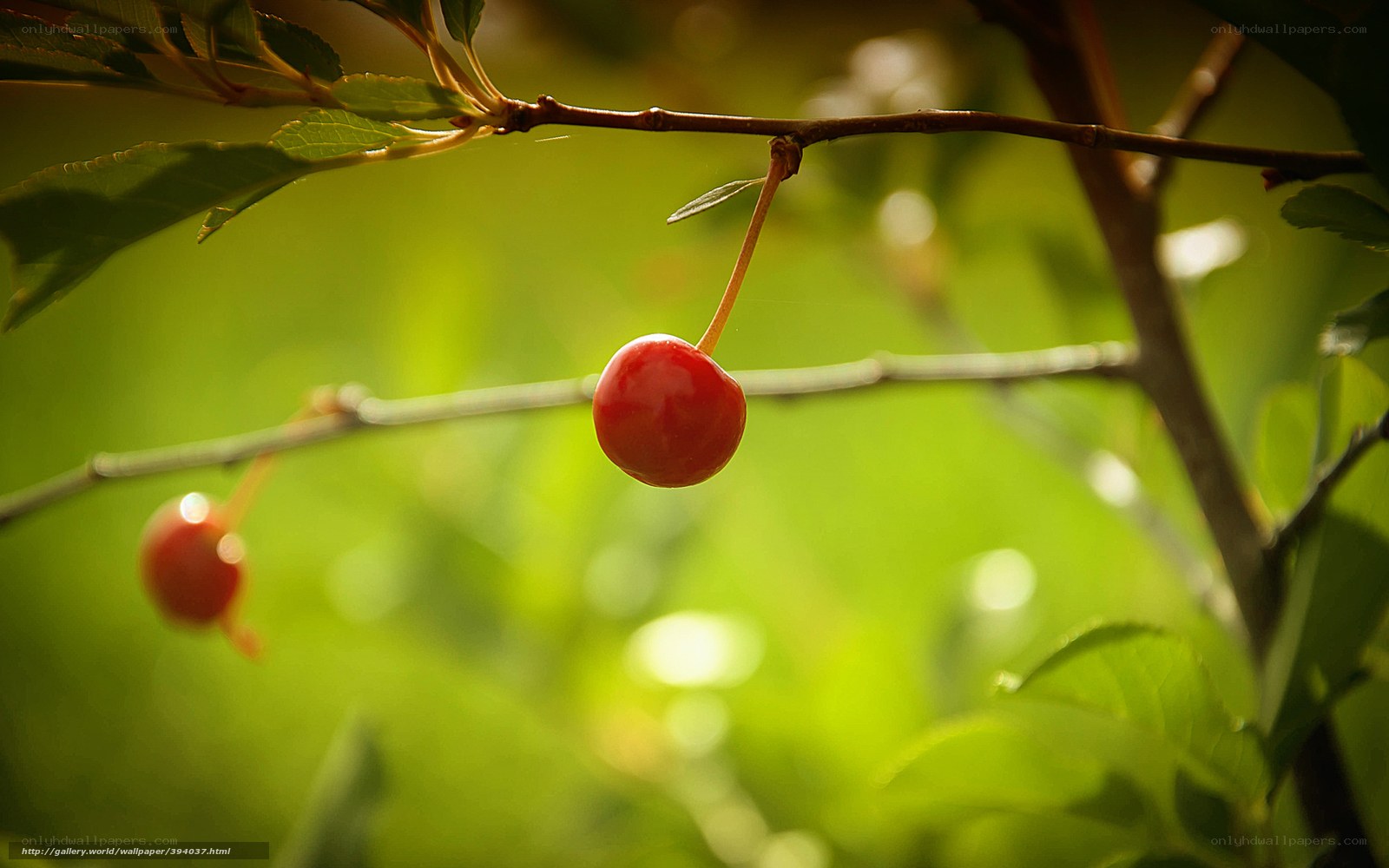 Cherry on a branch in sunlight