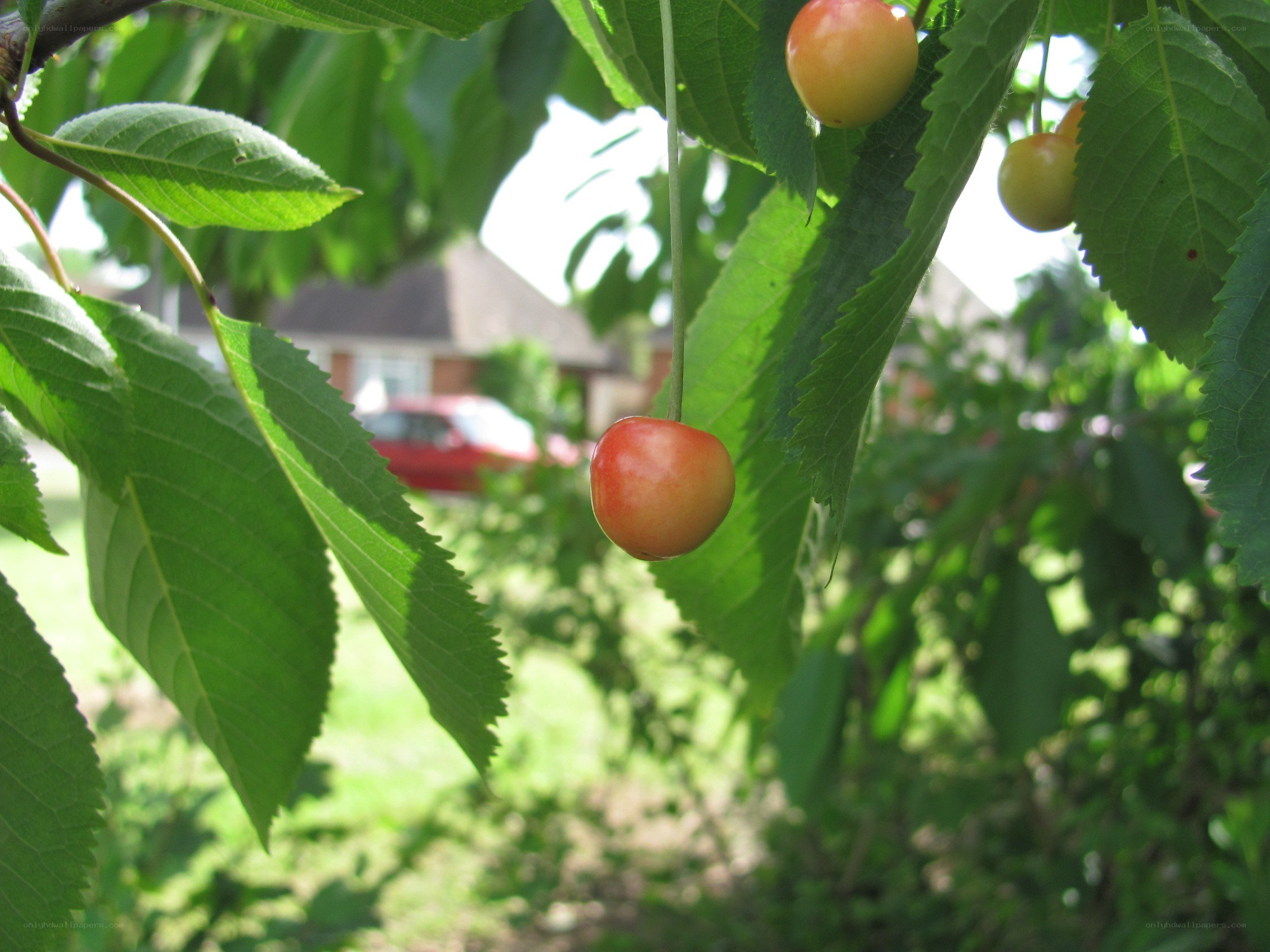 cherry on a tree branch