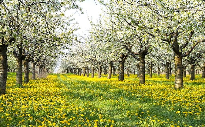 Cherry Orchard in Bloom