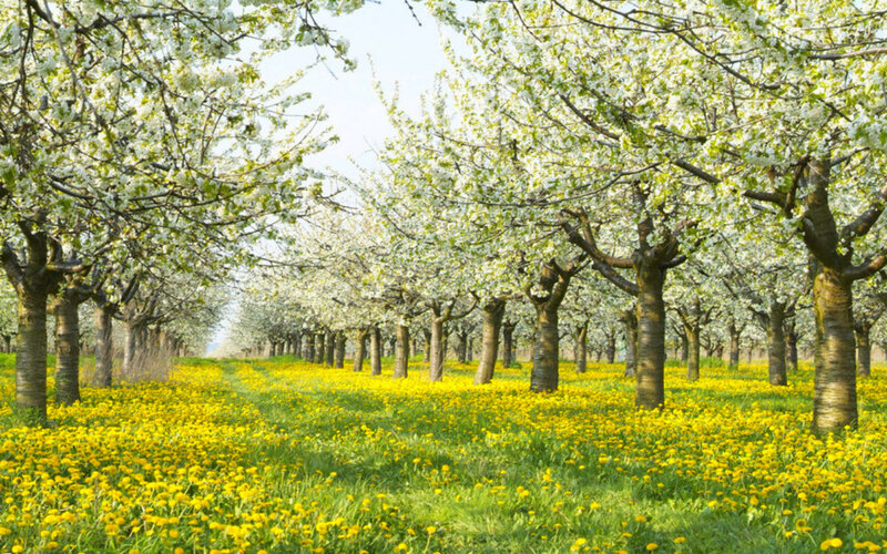 Cherry Orchard in Bloom — Yellow