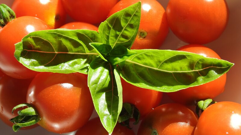 Cherry Tomatoes and Basil