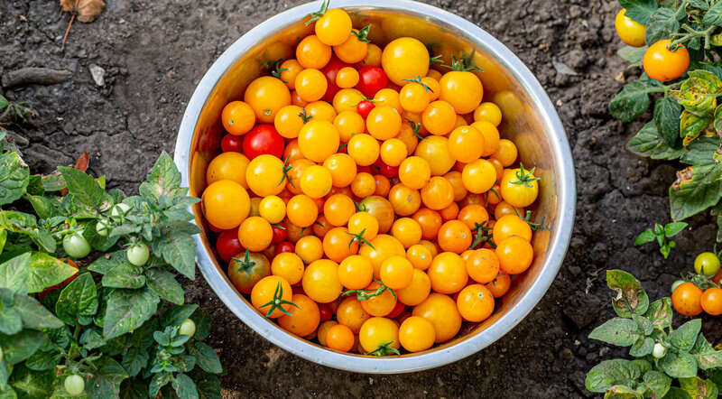 Cherry Tomatoes in Bowl — Yellow