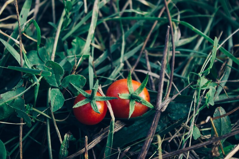 Cherry tomatoes in grass