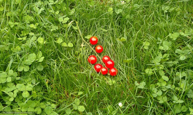 Cherry tomatoes on grass