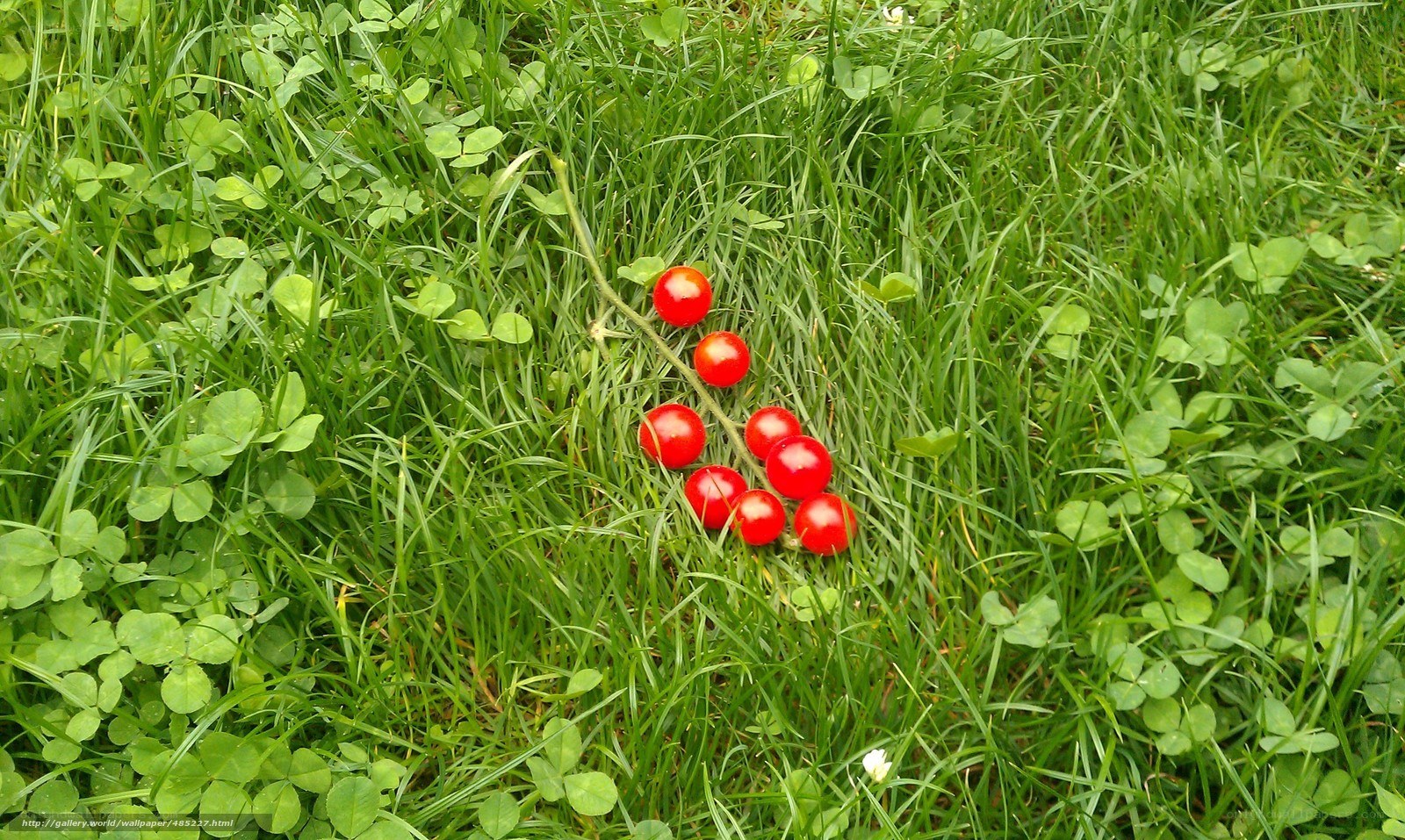 Cherry tomatoes on grass