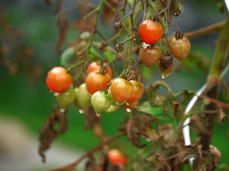 Cherry Tomatoes on Vine — Green