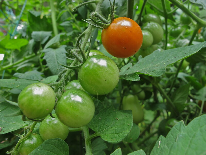 Cherry Tomatoes on Vine