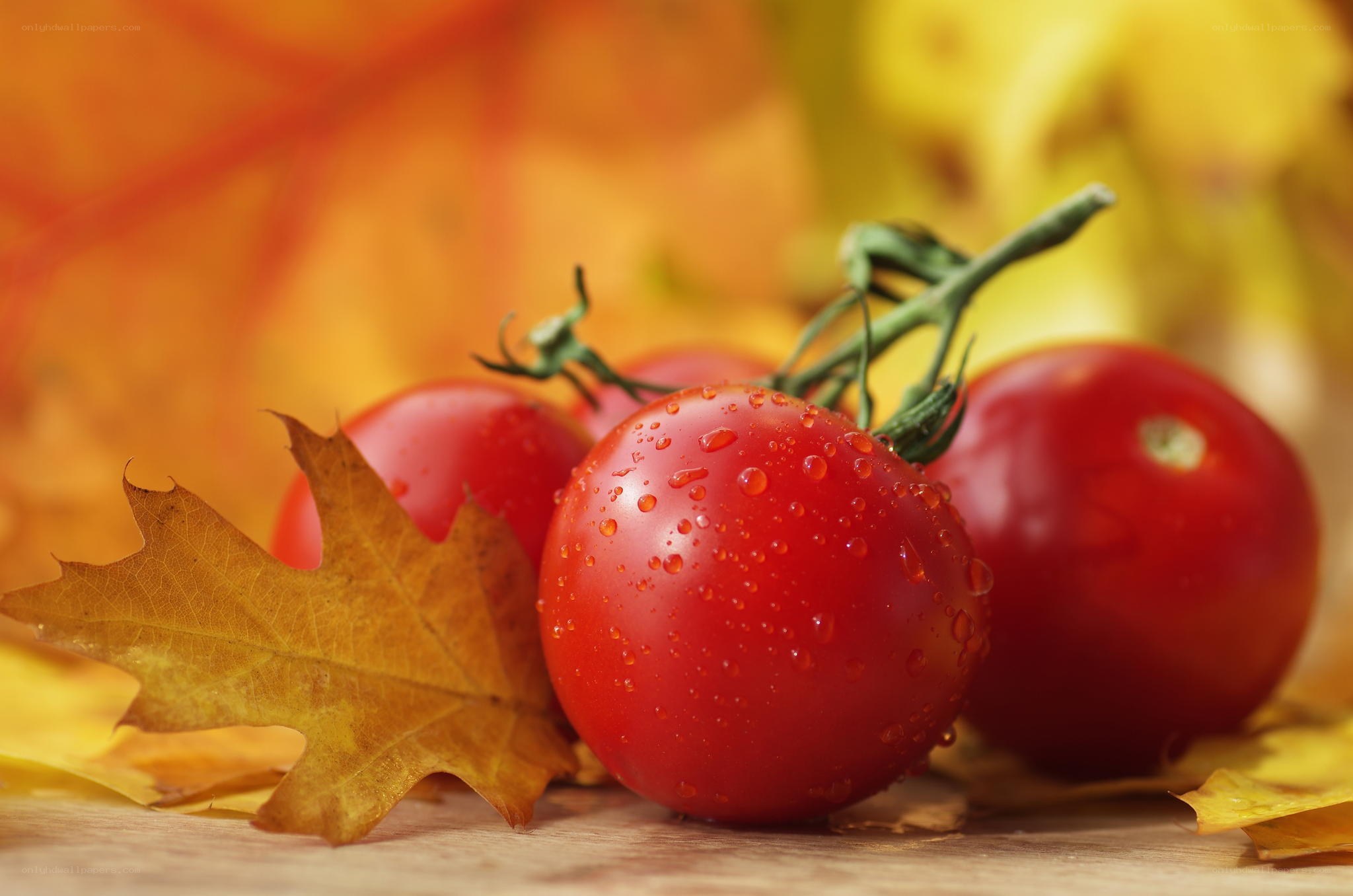 Cherry tomatoes with autumn leaves