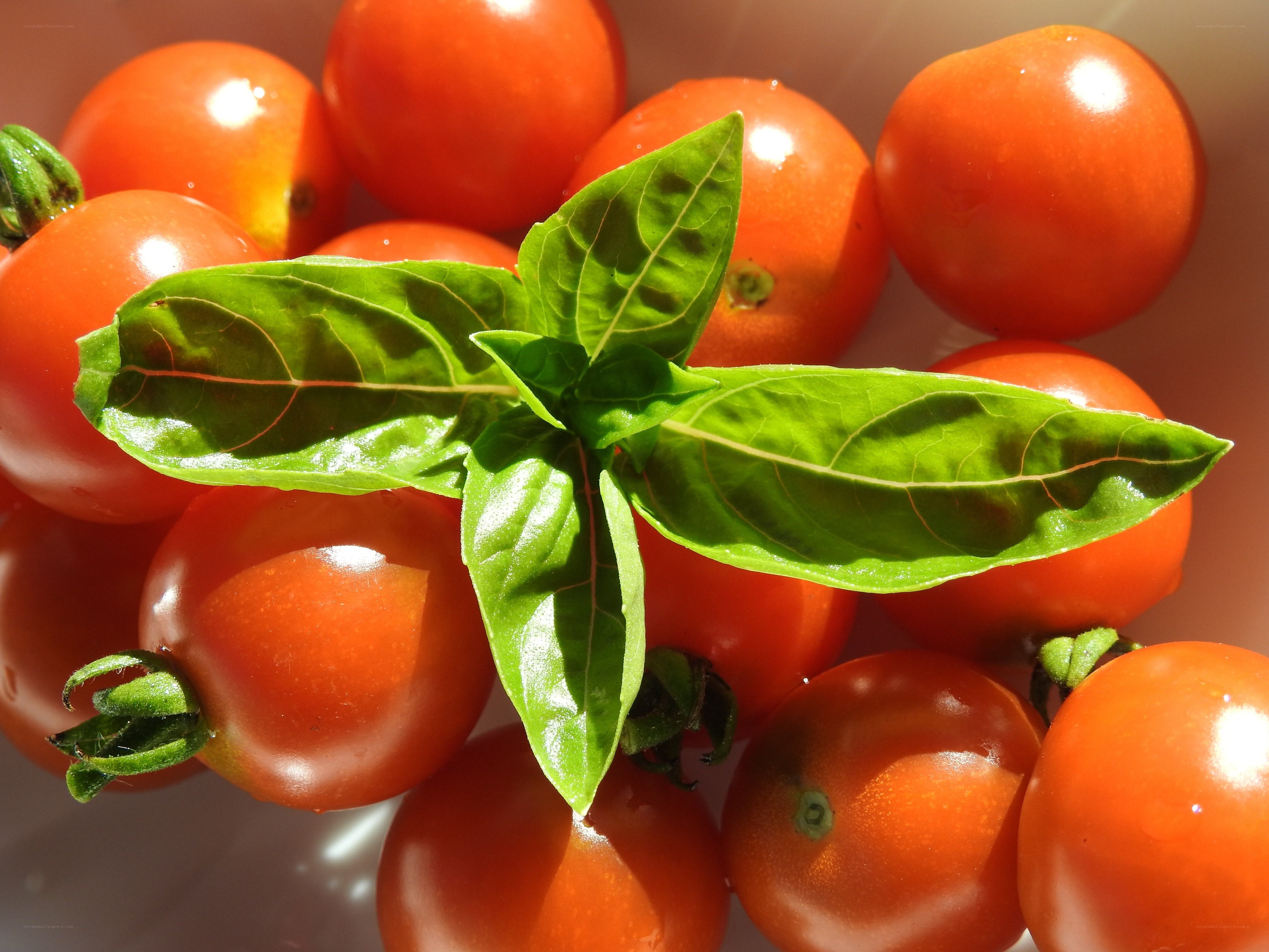 Cherry tomatoes with basil