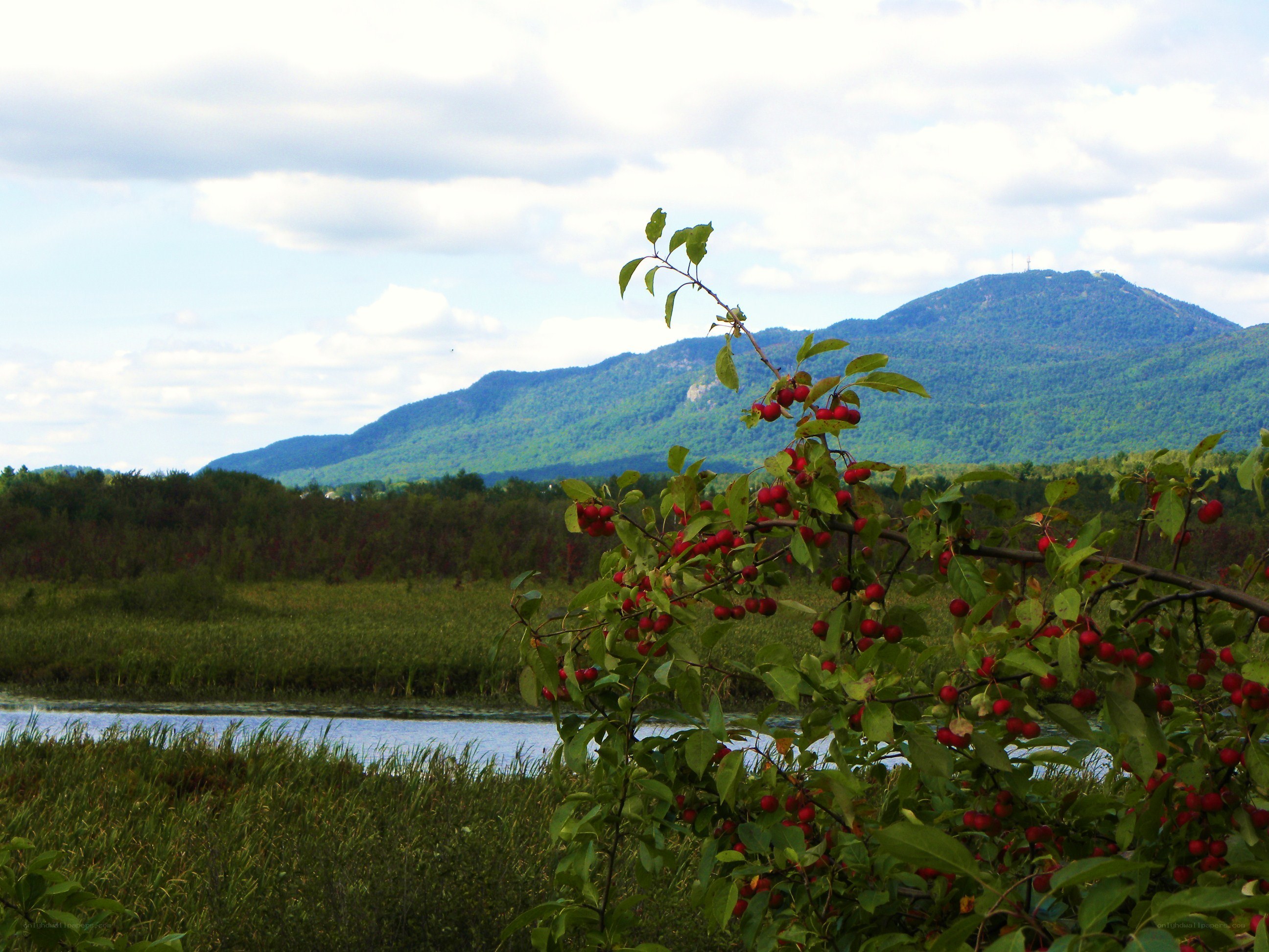 Cherry tree by a lake with mountains